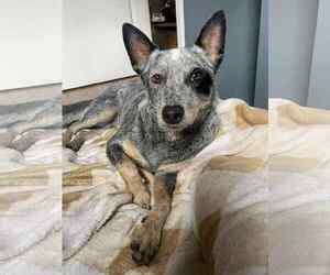 Leroy - Male Mutt Dog for Adoption - Photo #12
