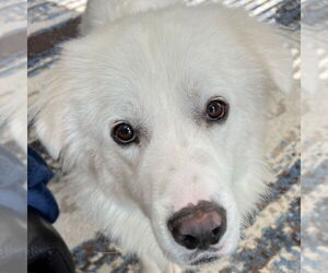 Great Pyrenees Dogs for adoption in Garland, TX, USA