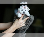Small #6 Maltese