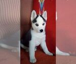 Small Photo #3 Siberian Husky Puppy For Sale in LITTLETON, ME, USA