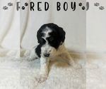 Puppy Red Boy Aussiedoodle Miniature