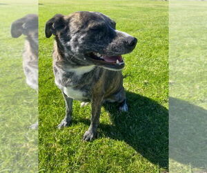 Eliza - Female Mutt Dog for Adoption - Photo #4