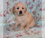 Small #5 English Cream Golden Retriever