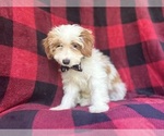 Small #4 Cavapoo