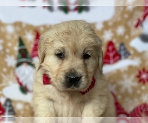 Golden Retriever Puppy for sale in LANCASTER, PA, USA