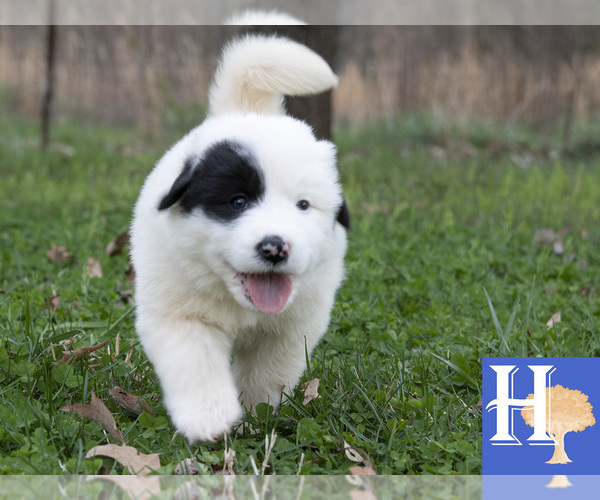Medium Photo #1 Great Pyrenees Puppy For Sale in ELLENBORO, NC, USA