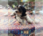 Small Photo #19 Cavachon Puppy For Sale in OLYMPIA, WA, USA