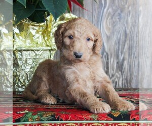 Goldendoodle-Poodle (Standard) Mix Puppy for sale in HONEY BROOK, PA, USA