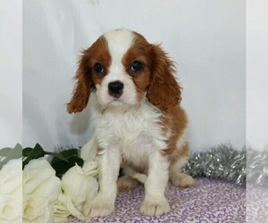 Cavalier King Charles Spaniel Puppy for sale in FREDERICKSBG, OH, USA