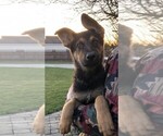 Small Photo #7 German Shepherd Dog Puppy For Sale in OSTRANDER, OH, USA