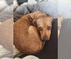 Chihuahua-Unknown Mix Dogs for adoption in New London, WI, USA