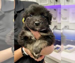 Australian Shepherd-Unknown Mix Dogs for adoption in Rosenberg, TX, USA