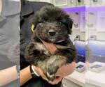 Small Australian Shepherd Mix