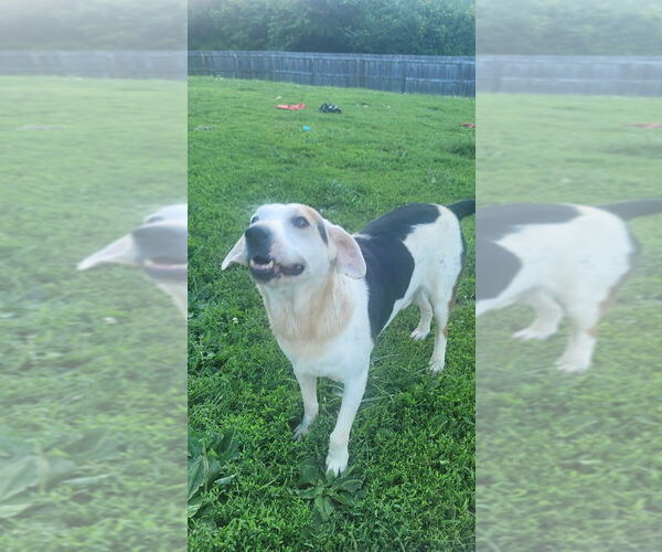 Medium Photo #4 Treeing Walker Coonhound-Unknown Mix Puppy For Sale in Aurora, IN, USA