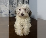 Small #2 Havanese