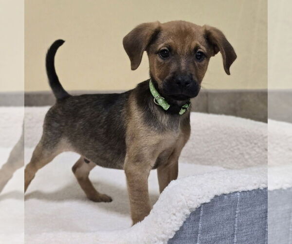 Medium Photo #3 Labrador Retriever-Unknown Mix Puppy For Sale in Lakewood, CO, USA