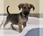 Small #2 Labrador Retriever Mix