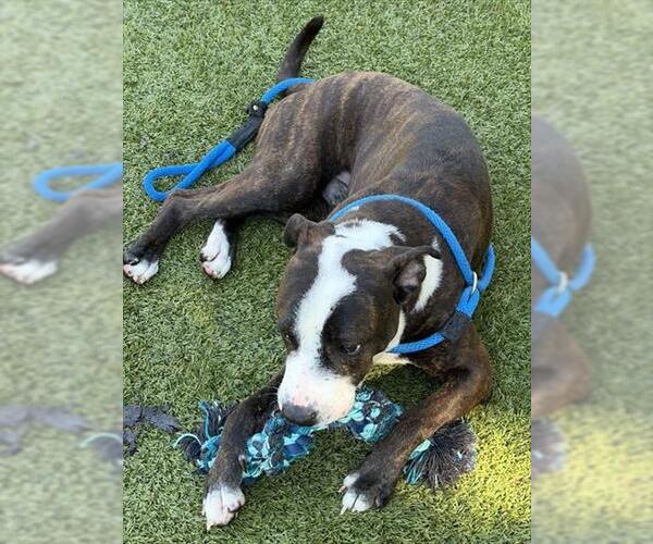 Medium Photo #1 Mutt Puppy For Sale in Newton, NC, USA