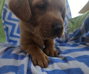 Labrador Retriever Puppy for sale in BUFFALO, NY, USA