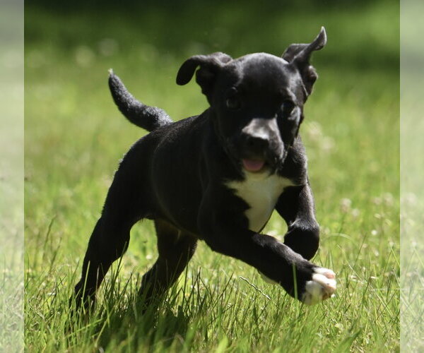Medium Photo #4 Shepradors Puppy For Sale in Mechanicsburg, PA, USA