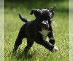 Small #3 Shepradors