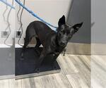 Small German Shepherd Dog Mix