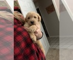 Small Photo #3 Labradoodle Puppy For Sale in TAYLORVILLE, IL, USA