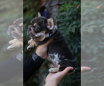 Small Photo #3 French Bulldog Puppy For Sale in MURRIETA, CA, USA