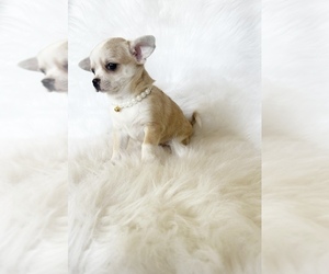 Chihuahua Puppy for sale in SACRAMENTO, CA, USA