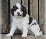 Small #1 Cocker Spaniel-Poodle (Miniature) Mix