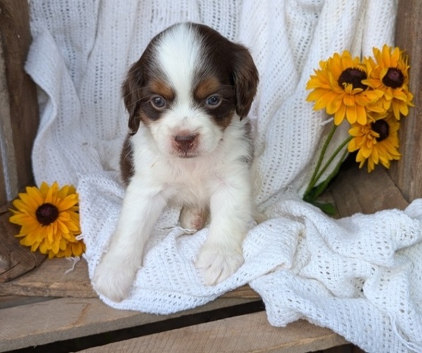 Medium Photo #40 Cock-A-Poo Puppy For Sale in GOSHEN, IN, USA