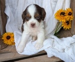 Small Photo #40 Cock-A-Poo Puppy For Sale in GOSHEN, IN, USA
