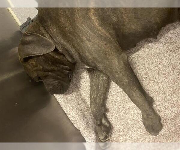 Medium Photo #1 Mastiff-Unknown Mix Puppy For Sale in Modesto, CA, USA