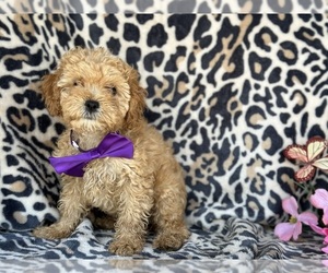 Bichpoo-Cavalier King Charles Spaniel Mix Puppy for sale in LANCASTER, PA, USA