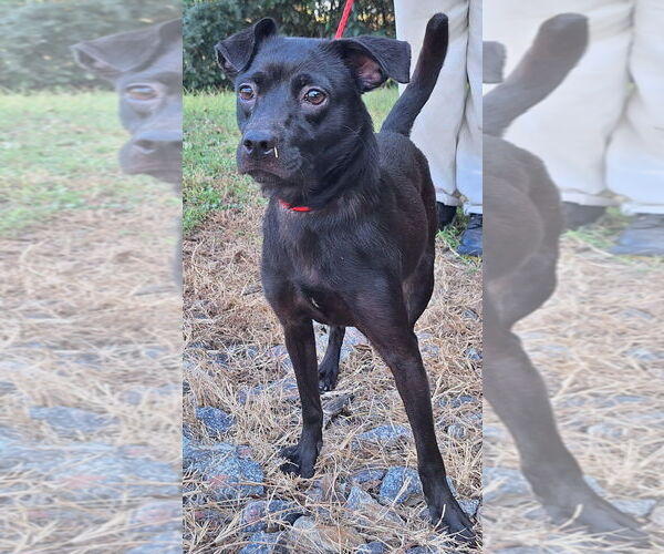 Medium Photo #4 Mutt Puppy For Sale in Wetumpka, AL, USA