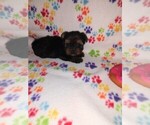 Small Photo #18 Yorkshire Terrier Puppy For Sale in LAPEER, MI, USA