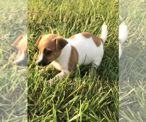 Jack Russell Terrier Puppy for sale in BELDEN, MS, USA