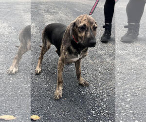 Mutt Dogs for adoption in Sterling, MA, USA
