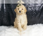 Puppy Skippie AKC Poodle (Miniature)