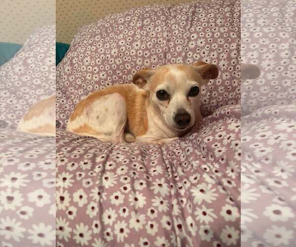 Medium Photo #1 Chihuahua-Unknown Mix Puppy For Sale in Shillington, PA, USA