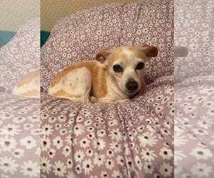 Chihuahua-Unknown Mix Dogs for adoption in Shillington, PA, USA