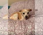 Small Chihuahua Mix
