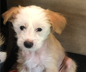Chinese Crested Puppy for sale in EUGENE, OR, USA