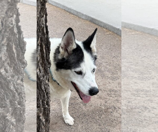 Medium Photo #3 Siberian Husky Puppy For Sale in Cedar Crest, NM, USA