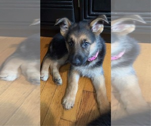 German Shepherd Dog Puppy for sale in BURBANK, IL, USA