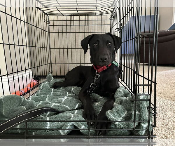 Medium Photo #2 Labrador Retriever-Unknown Mix Puppy For Sale in Greenville, SC, USA