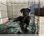 Small #1 Labrador Retriever Mix
