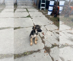 German Shepherd Dog Puppy for sale in MANCHESTER, NH, USA