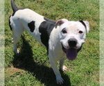 Small #3 American Bulldog