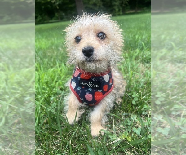 Medium Photo #7 Morkie Puppy For Sale in DURHAM, CT, USA